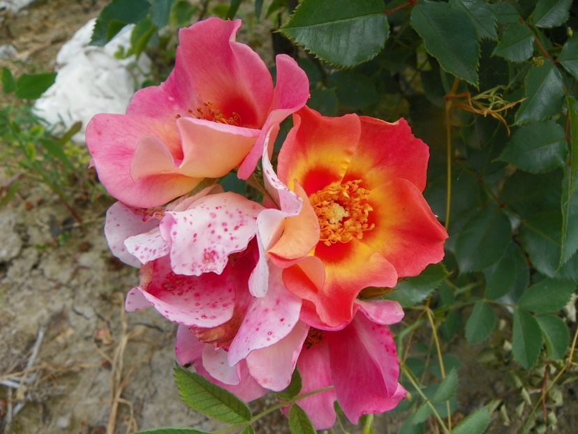 Julie Eyes - Trandafiri 2019 3