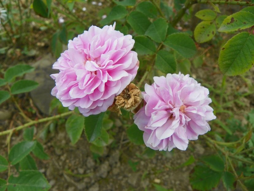 Petite Lisette - Trandafiri 2019 3