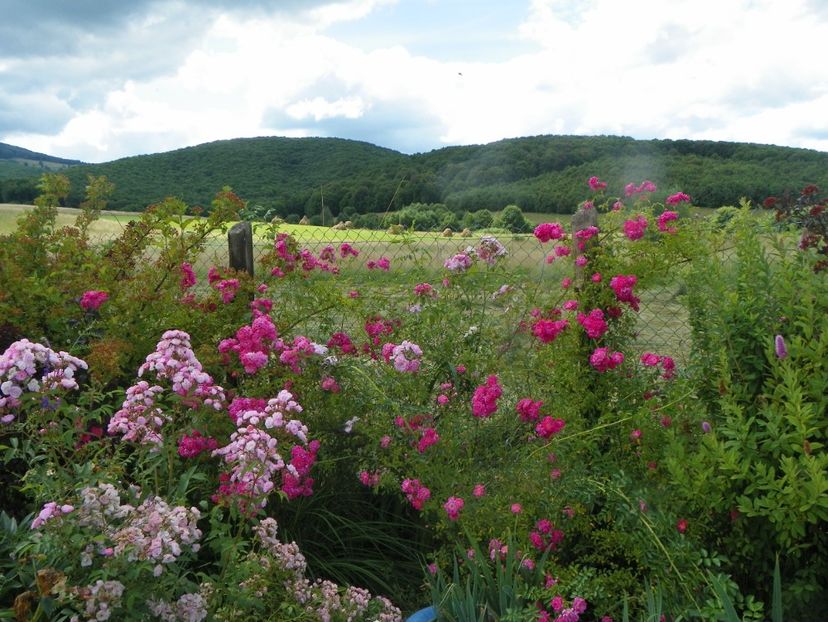 Heavenly Pink, Dorothy Perkins - Dobarland 2019 3