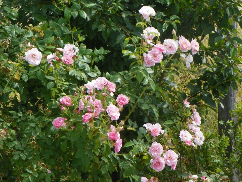 Kir Royal - Trandafiri 2019 3