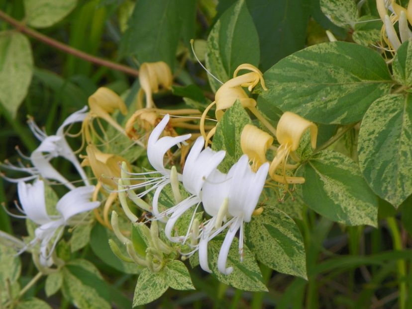 lonicera jap. Mint Crisp - Dobarland 2019 3