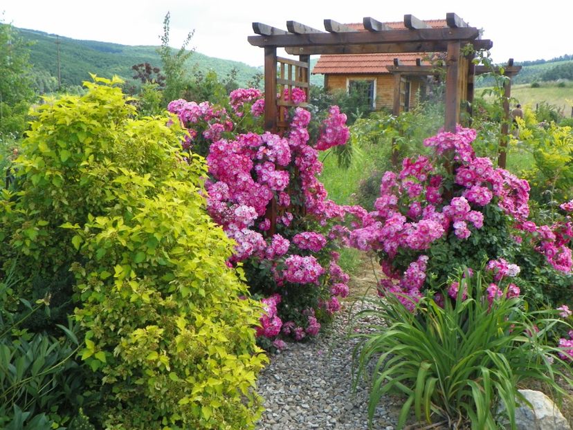 American Pillar - Trandafiri 2019 3