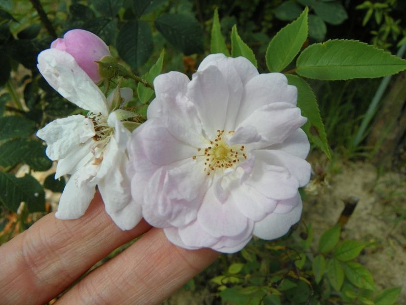 Narrow Water - Trandafiri 2019 3