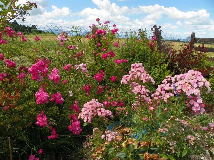 Heavenly Pink, Dorothy Perkins - Trandafiri 2019 3