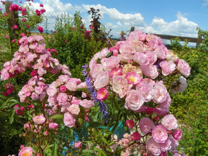 Heavenly Pink - Trandafiri 2019 3