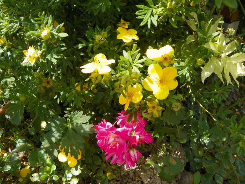 Super Excelsa - Trandafiri 2019 3