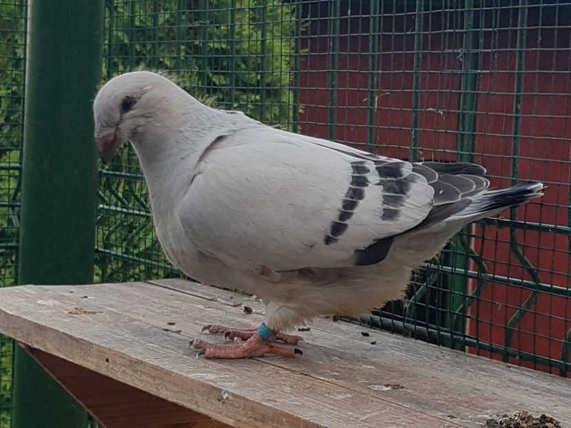  - 0-VRdF-TINERET-2019