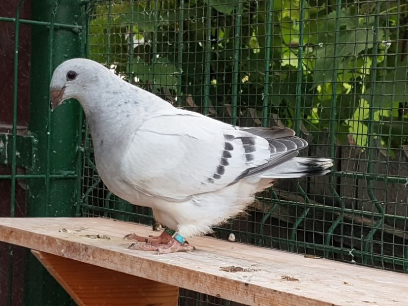 4747-19 - 0-VRdF-TINERET-2019