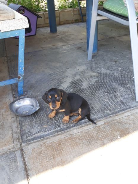 Vară 2019 -Ferma Santa - Vara anului 2019la Ferma animalelor Sânta