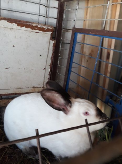  - Vara anului 2019la Ferma animalelor Sânta
