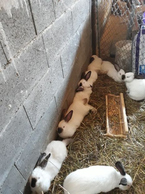  - Vara anului 2019la Ferma animalelor Sânta