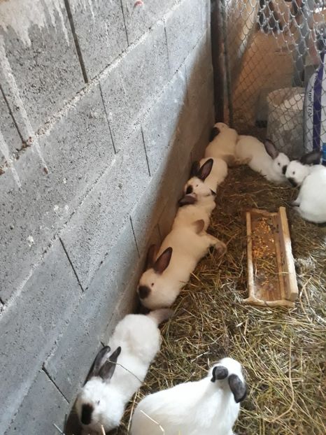  - Vara anului 2019la Ferma animalelor Sânta