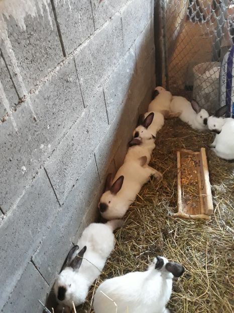  - Vara anului 2019la Ferma animalelor Sânta