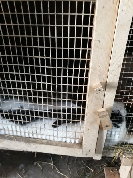  - Vara anului 2019la Ferma animalelor Sânta