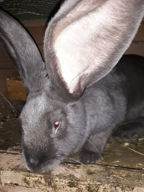  - Vara anului 2019la Ferma animalelor Sânta