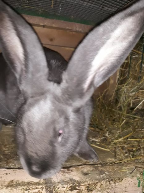  - Vara anului 2019la Ferma animalelor Sânta