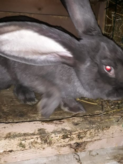  - Vara anului 2019la Ferma animalelor Sânta