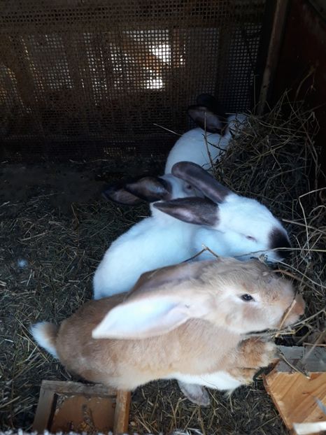  - Vara anului 2019la Ferma animalelor Sânta