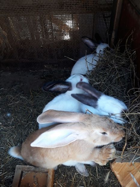  - Vara anului 2019la Ferma animalelor Sânta