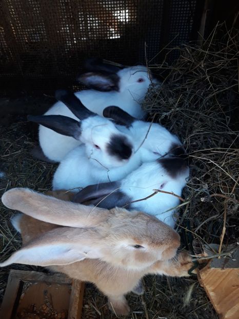  - Vara anului 2019la Ferma animalelor Sânta