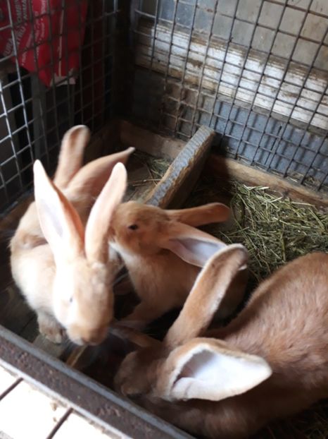  - Vara anului 2019la Ferma animalelor Sânta