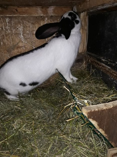  - Vara anului 2019la Ferma animalelor Sânta