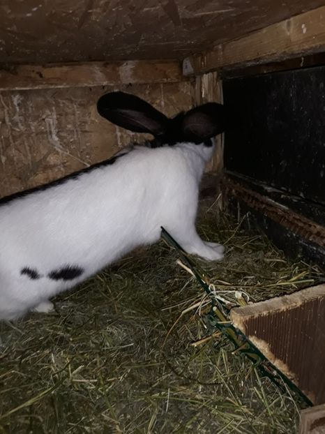  - Vara anului 2019la Ferma animalelor Sânta