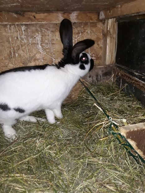  - Vara anului 2019la Ferma animalelor Sânta