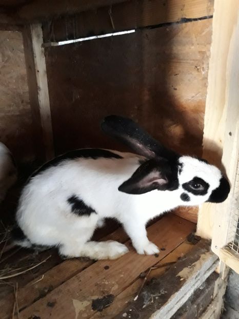  - Vara anului 2019la Ferma animalelor Sânta
