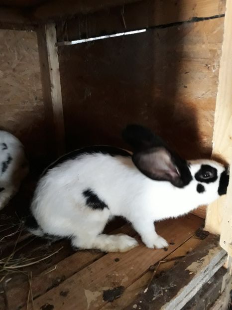  - Vara anului 2019la Ferma animalelor Sânta