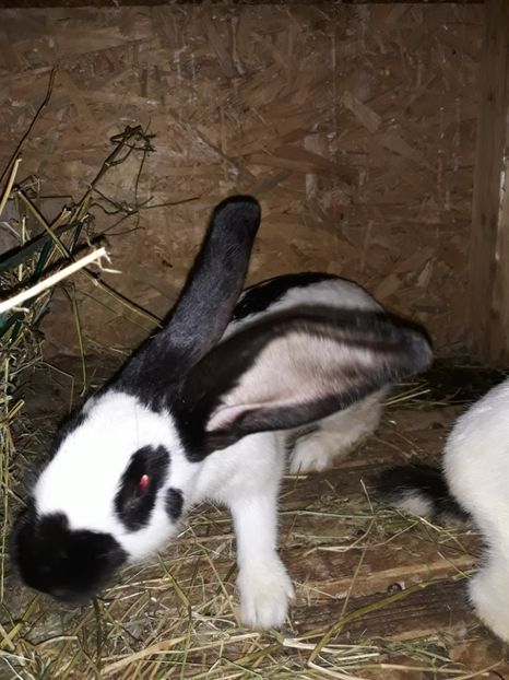  - Vara anului 2019la Ferma animalelor Sânta