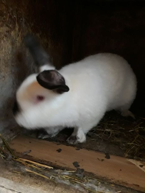  - Vara anului 2019la Ferma animalelor Sânta