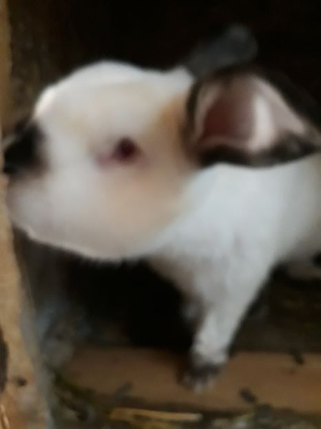  - Vara anului 2019la Ferma animalelor Sânta