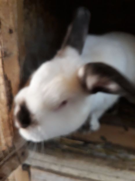  - Vara anului 2019la Ferma animalelor Sânta