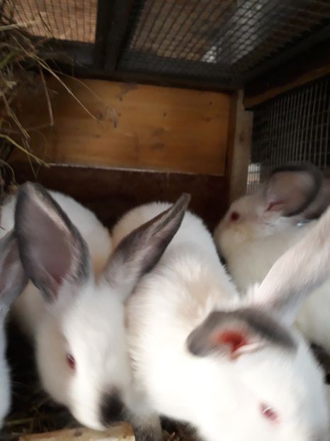  - Vara anului 2019la Ferma animalelor Sânta