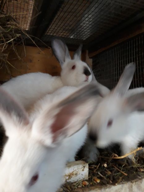 20190703_163224(0) - Vara anului 2019la Ferma animalelor Sânta