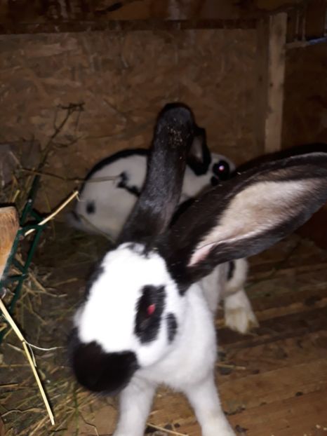  - Vara anului 2019la Ferma animalelor Sânta