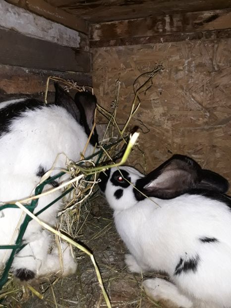  - Vara anului 2019la Ferma animalelor Sânta