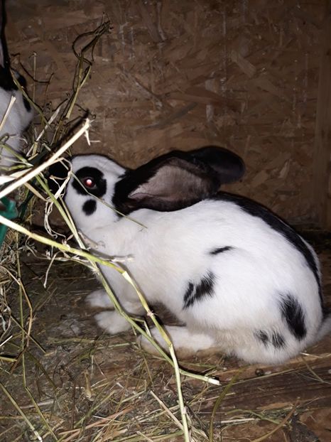  - Vara anului 2019la Ferma animalelor Sânta