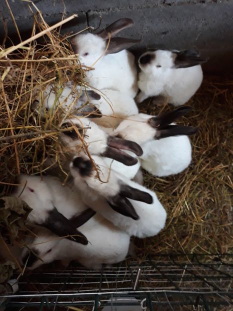 - Vara anului 2019la Ferma animalelor Sânta
