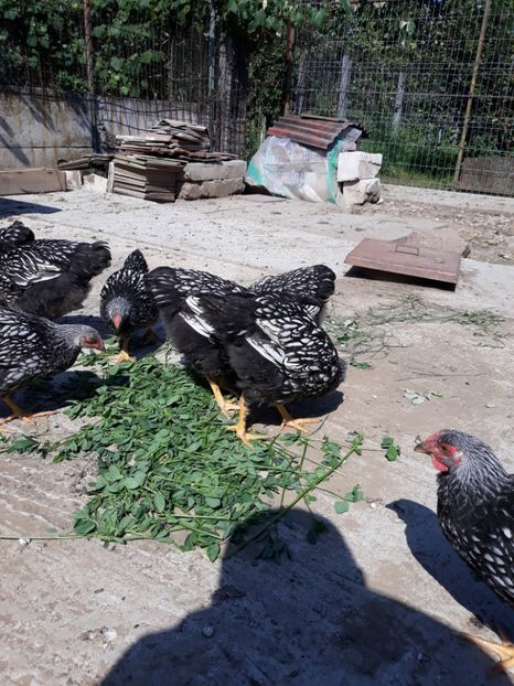  - Vara anului 2019la Ferma animalelor Sânta