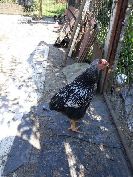  - Vara anului 2019la Ferma animalelor Sânta