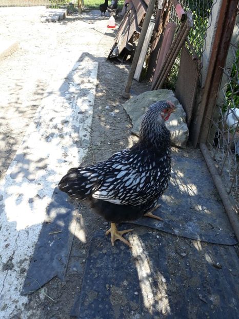  - Vara anului 2019la Ferma animalelor Sânta