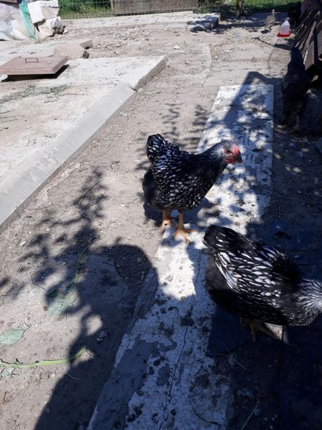  - Vara anului 2019la Ferma animalelor Sânta