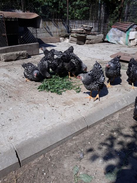  - Vara anului 2019la Ferma animalelor Sânta