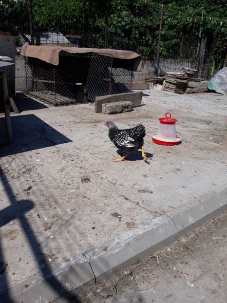  - Vara anului 2019la Ferma animalelor Sânta