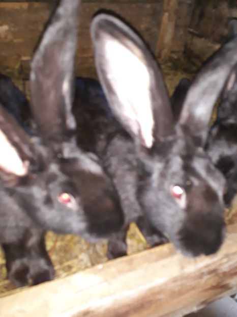  - Vara anului 2019la Ferma animalelor Sânta