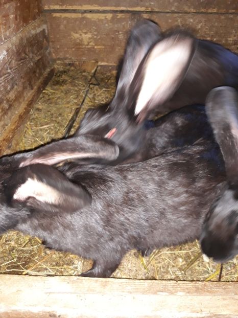  - Vara anului 2019la Ferma animalelor Sânta