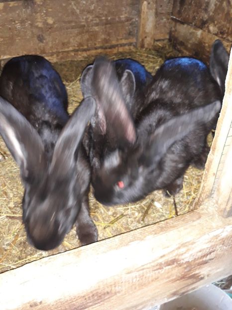  - Vara anului 2019la Ferma animalelor Sânta