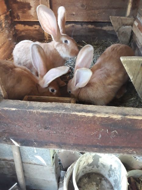  - Vara anului 2019la Ferma animalelor Sânta